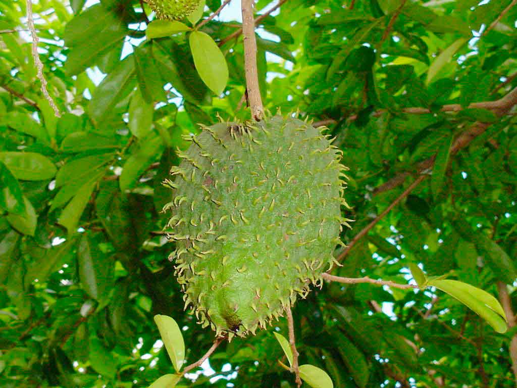 Buying Graviola Soursop